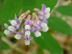 Lathyrus venosus