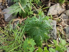 Psacalium peltigerum