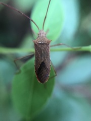 Gonocerini