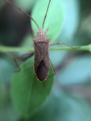 Gonocerini