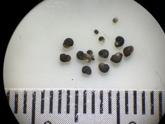 Pyrgulopsis deserta