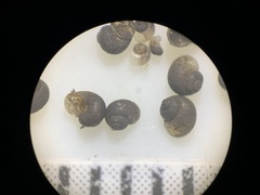 Pyrgulopsis deserta