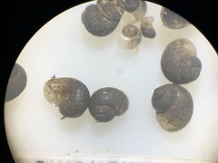 Pyrgulopsis deserta