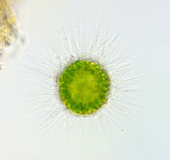 Acanthocystis