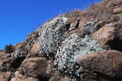Helichrysum sutherlandii