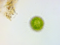 Acanthocystis