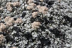 Helichrysum sutherlandii