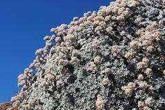 Helichrysum sutherlandii