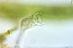 Collotheca
