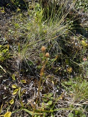 Primula frigida