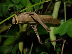 Orthoptera