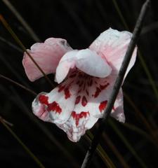 Gladiolus variegatus