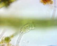 Collotheca