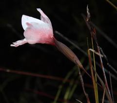 Gladiolus variegatus