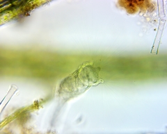 Collotheca