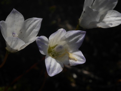Wahlenbergia pygmaea pygmaea