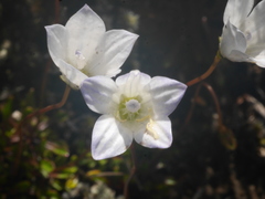 Wahlenbergia pygmaea pygmaea