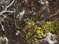 Wahlenbergia pygmaea pygmaea