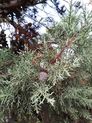 Cupressus