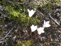 Wahlenbergia pygmaea pygmaea