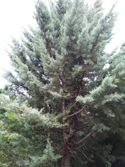 Cupressus