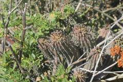 Anthacanthae