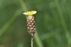 Xyris louisianica