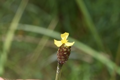 Xyris louisianica