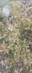 Chamaerhodos grandiflora