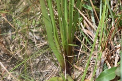 Xyris louisianica