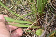 Xyris louisianica
