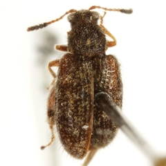 Distigmoptera