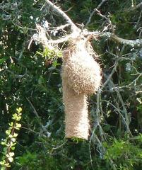 Ploceus bicolor bicolor