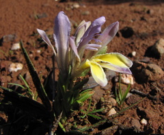 Babiana patula
