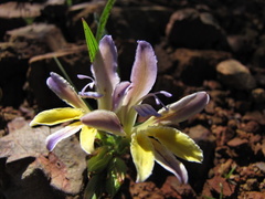 Babiana patula