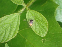 Gynandrobrotica