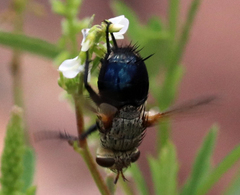 Archytas analis