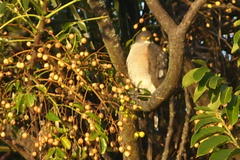 Accipiter minullus