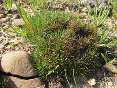 Limonium kraussianum