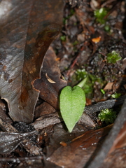 Adenochilus gracilis