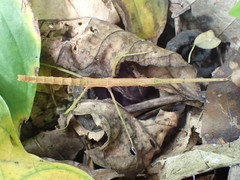 Ocnophiloidea regularis