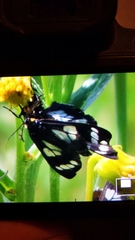 Gnophaela discreta