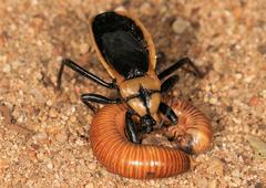 Ectrichodia crux