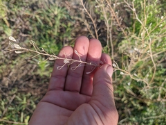 Camelina microcarpa