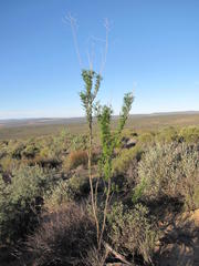 Anginon paniculatum