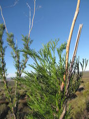 Anginon paniculatum