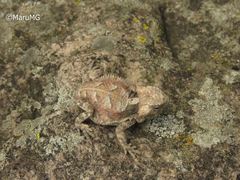 Phrynosoma taurus
