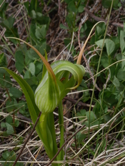 Pterostylis patens