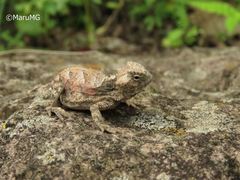 Phrynosoma taurus