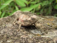 Phrynosoma taurus